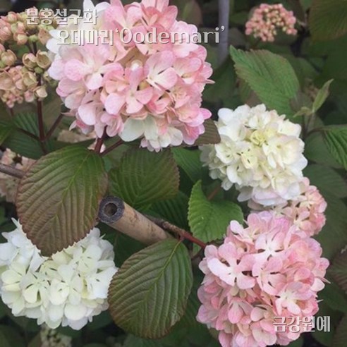 삭막한 베란다에 생기를 불어넣는 분홍빛 기적 설구화 오데마리