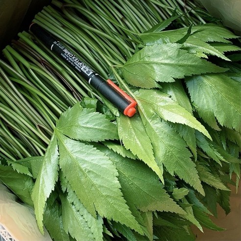 자연의 싱그러움, 식탁에 건강을 더하다