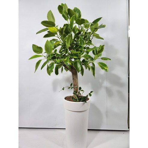 공기 정화와 아름다움이 공존하는 관엽식물