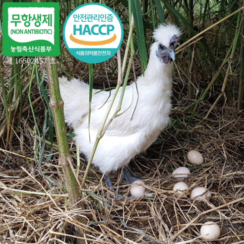 산지직송 자연방사 백봉오골계 부화용 유정란 60알, 1개