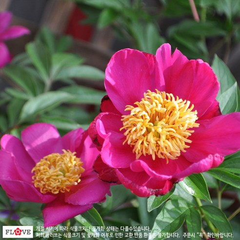 봄을 수놓는 우아한 자태, 작약 화분으로 집안에 생기를 불어넣다 작약화분