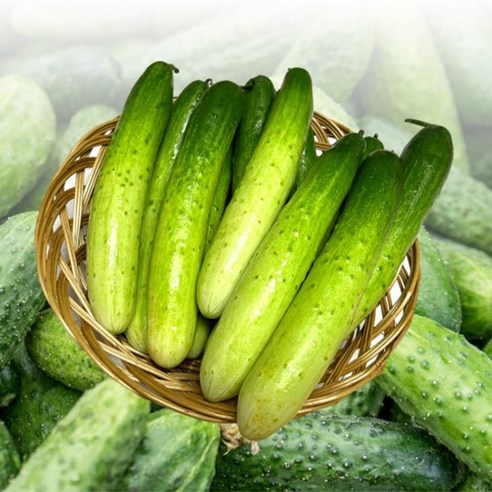 포미식탁 백다다기오이 조선 겨울 다다기 오이 1kg, 1개