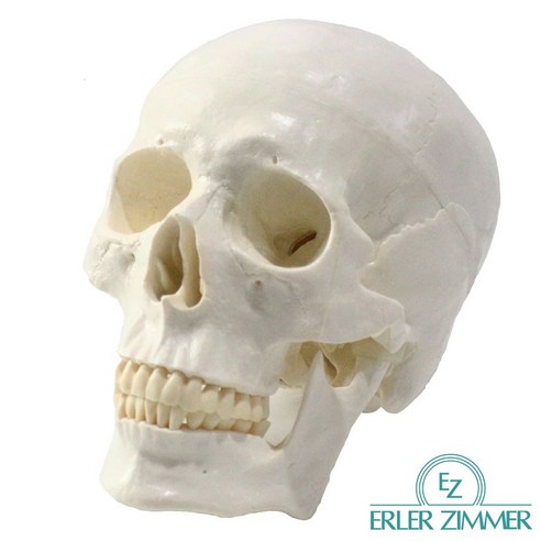 해부학 학습의 효율을 높이는 ERLER ZIMMER SKULL 두개골 모형