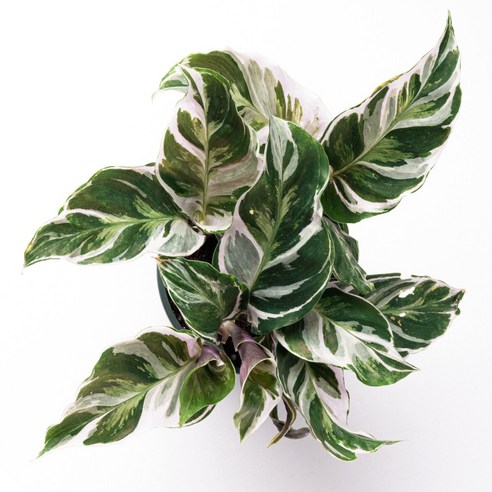 신비로운 아름다움으로 공간을 물들이는, 가든온 칼라데아 퓨전화이트 희귀식물