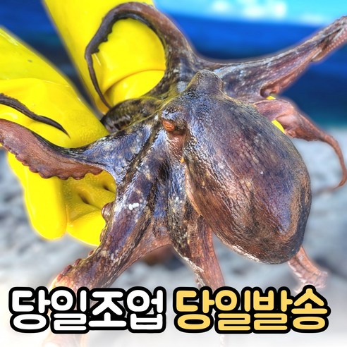 통영 산지직송 당일조업 자연산 돌문어 1kg 문어 (가정용 제수용), 1개, 가정용 1kg