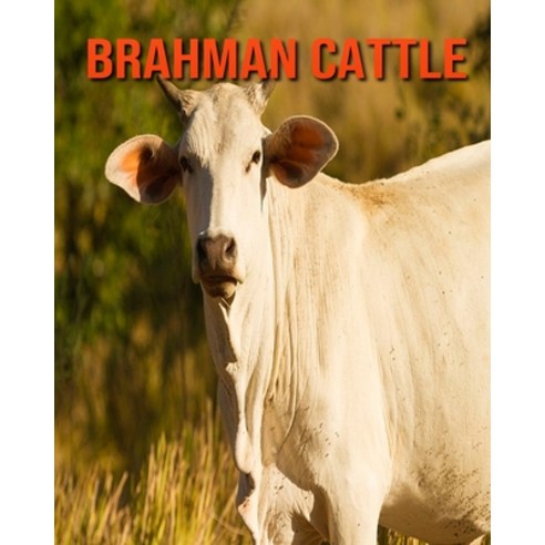Brahman Cattle: Fun Learning Facts About Brahman Cattle Paperback, Independently Published, English, 9798694305815