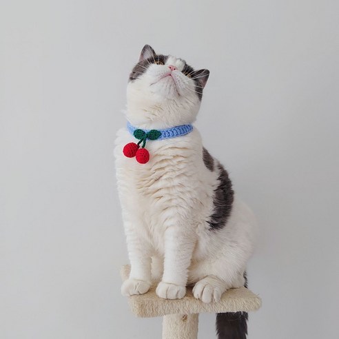 강아지 고양이 애견 케이프 스카프 목도리 턱받이 모음, 앵두 블루, 1개