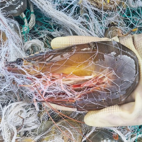 살아있는 바다의 맛, 안면도 자연산 대하로 풍성한 가을을!