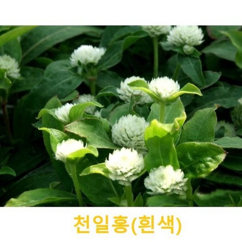 초화식물/야생화 천일홍 (흰색) 갈색플라스틱모종 5개(L0069), 5개