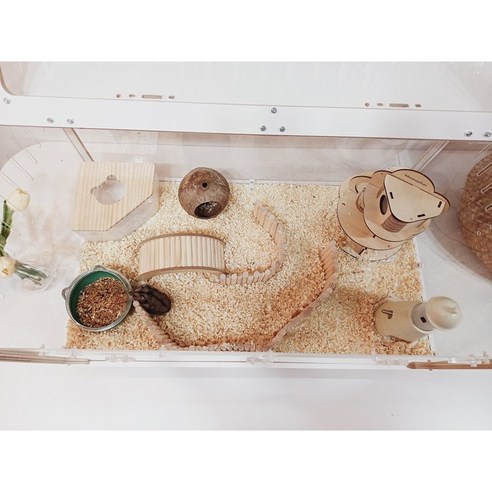 햄스터의 행복한 생활을 위한 완벽한 선택