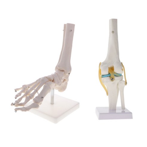 교육적인 1 : 1 Lifesize 인간 무릎 관절 골격 + 인간 발 및 발목 관절 골격 모델 학교 연구 도구 실험실 장식품 과학, 보이는 그림으로, PVC