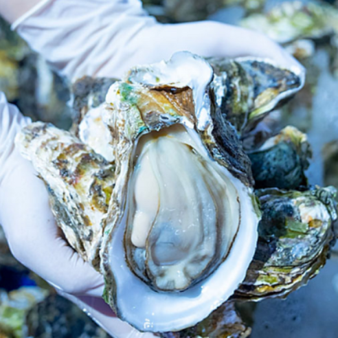 겨울 바다의 선물, 통영 석화로 식탁을 풍요롭게! 석화