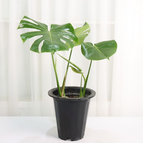 울창하고 싱싱한 몬스테라 델리시오사: 가정에 자연미를 더하는 쉬운 관리 식물