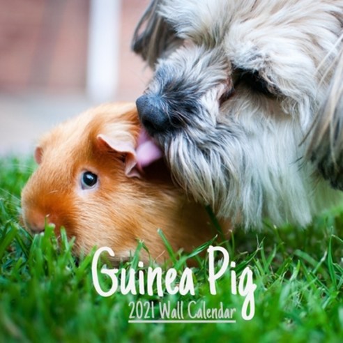 Guinea Pig 2021 Wall calendar: Cute Guinea Pig 2021 Wall Calendar 18 Months 8.5x8.5 in - wall calen... Paperback, Independently Published, English, 9798593528650