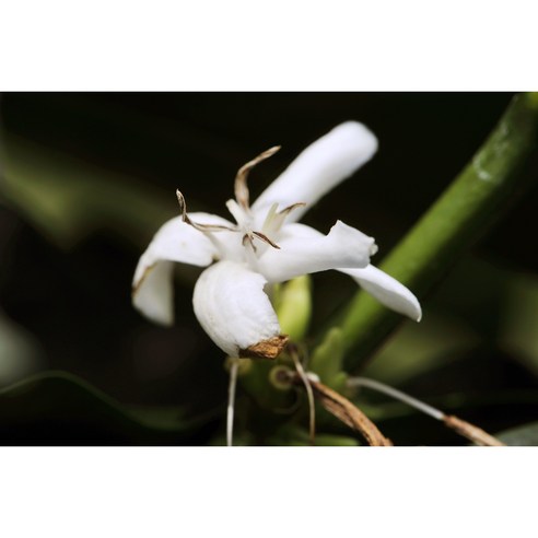 최상의 커피 경험을 위한 에티오피아 게이샤 G1 등급 생두 구지