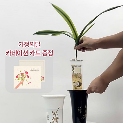 [어버이날]돈뽑는 난초 용돈박스 반전 부모님 생신 칠순 환갑 선물 설날 추석 용돈, 1개, OPP 20개입