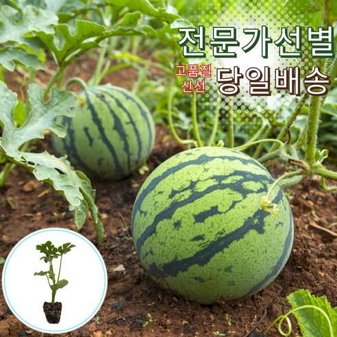 애플 미니 꼬마 수박 모종 작은 수박키우기 주말농장 여름 과일 재배 기르기 베란다 텃밭 접목묘 씨앗, 3개, 애플미니수박