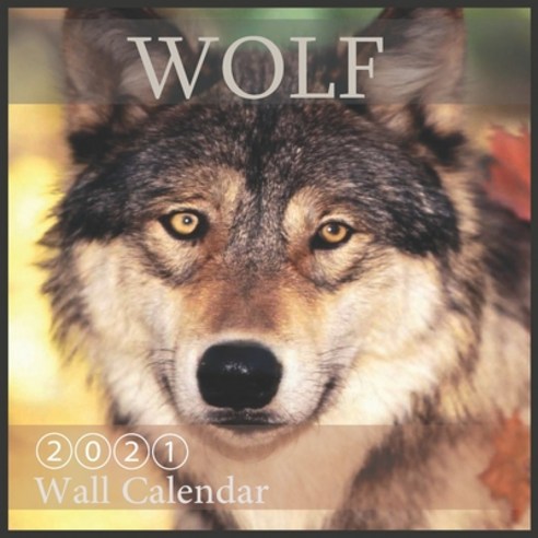 Wolf 2021 Wall Calendar: Animal Calendars "8.5x8.5" Inch 16 Month with Official Holidays Paperback, Independently Published, English, 9798555574428