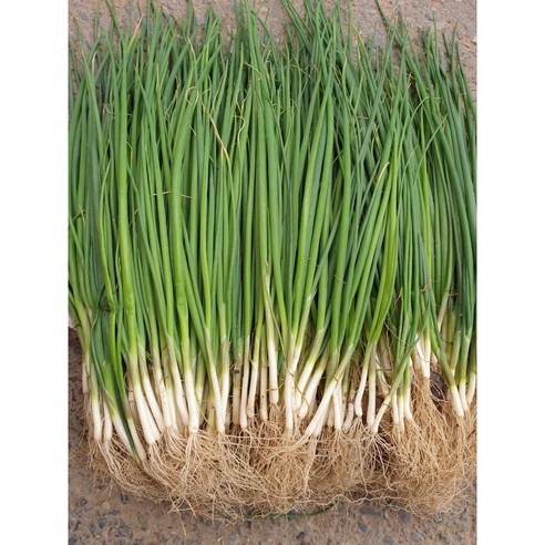 싱그러운 텃밭에서 키운 조선 대파로 맛과 건강을 더하세요!