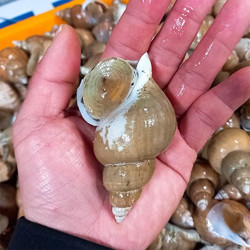 [산지직송] 동해안 자연산 백골뱅이 1kg (대20미내외산소포장), 1개