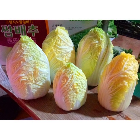 강원도고랭지알배기 신선쌈배추1kg 8kg 12kg 한박스, 8kg, 1개