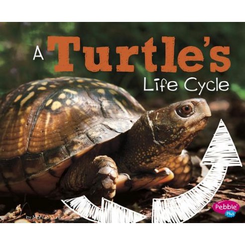 A Turtle''s Life Cycle Hardcover, Capstone Press