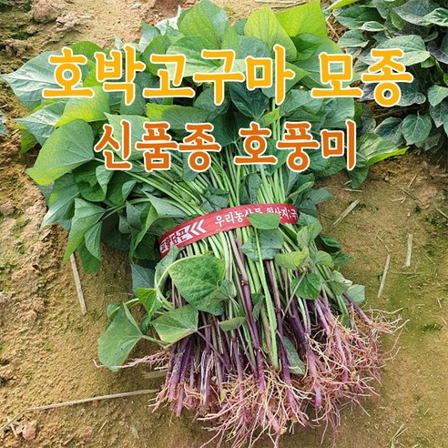 우수 신품종 호풍미 호박고구마 모종 순 종순 싹 종자등록 해남농장 직영 출고