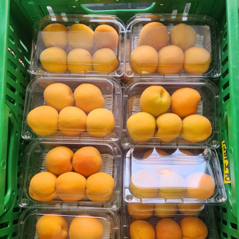 새벽의 싱그러움을 담은 말랑촉촉 제철 살구