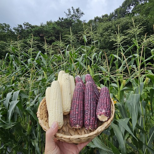 강원도 평창 고랭지 미백 찰 옥수수, 10개, 특(16~21cm)