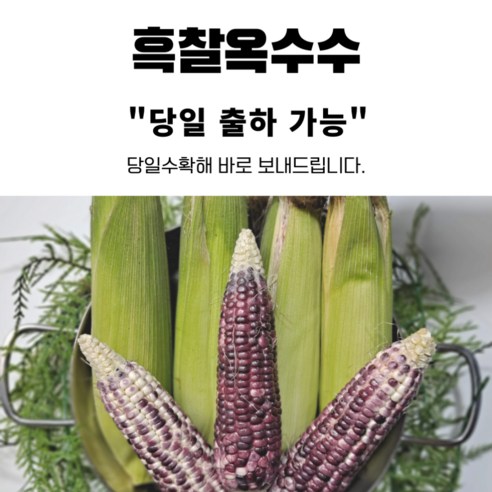 현옥이네 흑찰옥수수 (10개 15개 20개), 1박스, 흑찰옥수수 20개