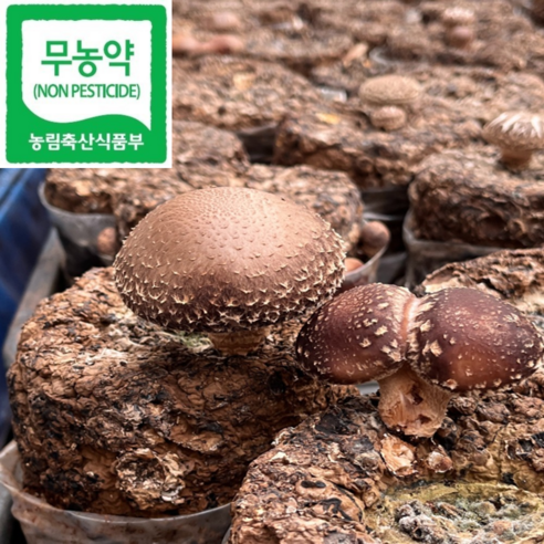 GAP 인증 친환경 무농약 국내산 생표고버섯 국산 참나무 표고버섯, 1개, 명품 표고버섯, 특상_5kg