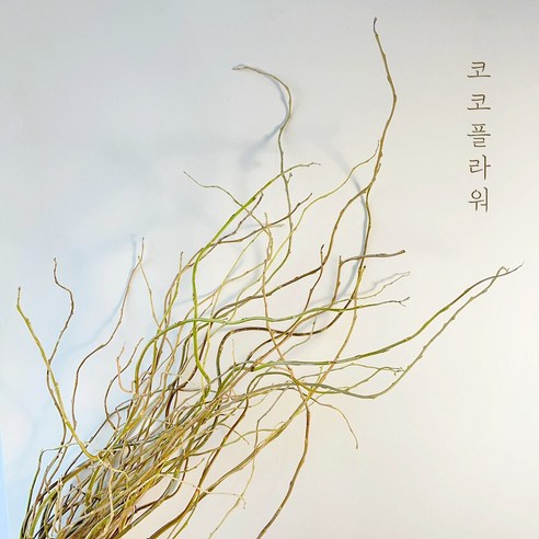 곱슬버들로 공간에 고급스러움과 고혹적인 매력을 더하세요.