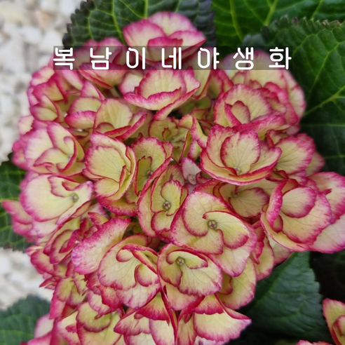 신품종 수국 엘피 [1포트 복남이네야생화 모종 엘파이 hydrangea], 1개