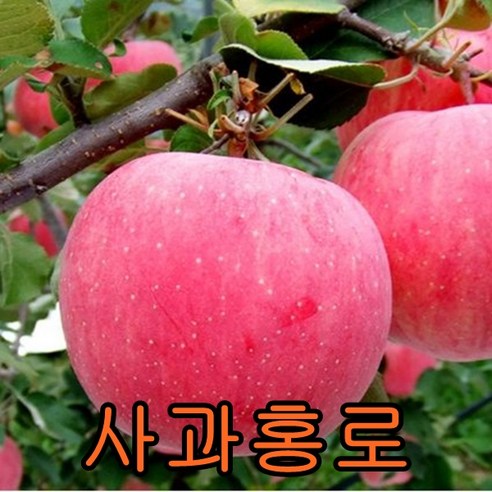 사과(홍로)나무 접목1년특묘 나무 묘목 사과홍로나무, 1개