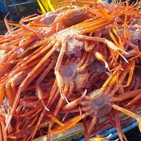 원효명가 당일조업 일반 고급 1.7kg 3.5kg 홍게 대게 박달 자숙 수율보장 국내산 울진 후포리, 1개, 고급형 울진 박달 홍게  1.7kg (4~6마리)