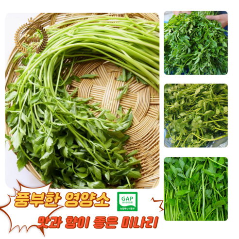 [굿피플] 미나리 손질미나리 청도미나리 국내산미나리 한재미나리 나주 돌미나리 [미나리]