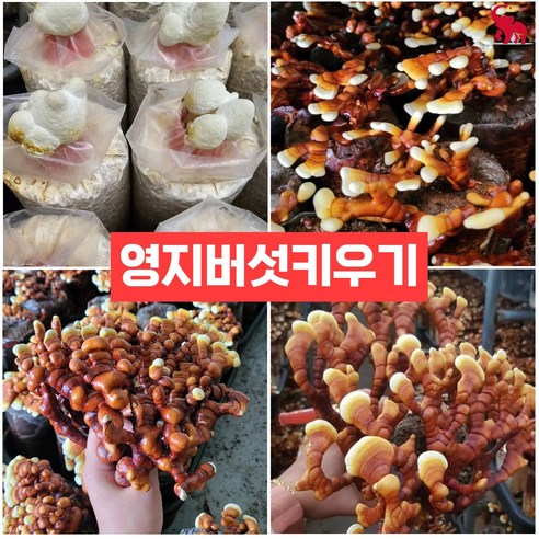 버섯키우기키트 집에서 버섯 종균 베지 배지 재배 표고 느타리, 영지버섯, 1개, 영지버섯
