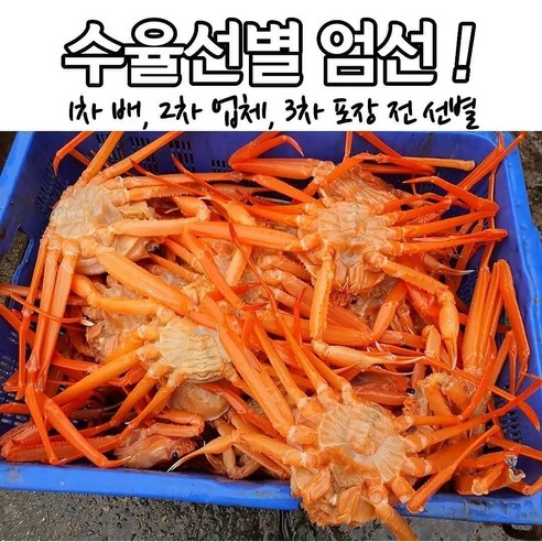 대게 포항 구룡포 동해안 홍게10마리 초특가!, 1.가성비 홍게 10마리  Best 5