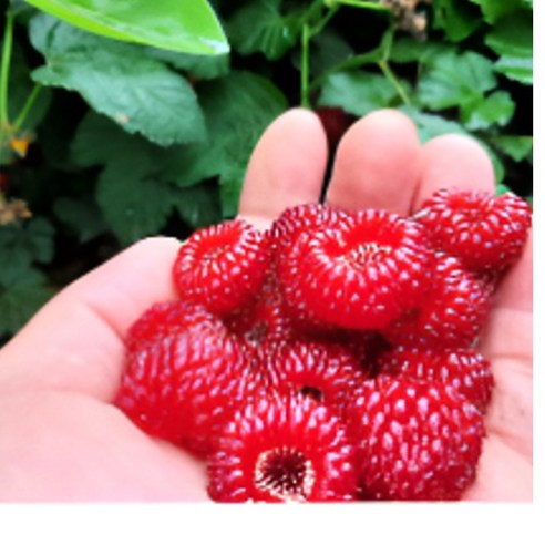 조가네 왕산딸기 묘목으로 정원에 싱그러운 행복을 심으세요!