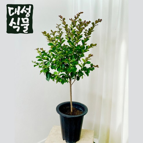 백일홍 외목대 21cm 배롱 다이너마이트 목백일홍 묘목 정원수 조경수 노지월동 대성식물 - 묘목 | 쿠팡