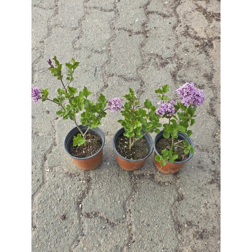 향긋한 라일락 향기로 집 안 가득 봄을 들여보세요! 라일락화분