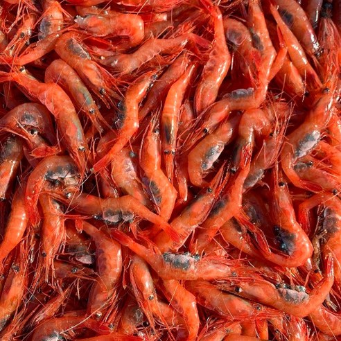 최고의 횟감과 요리에 신선한 바다의 맛을 선사하는 동해안 급냉 홍새우