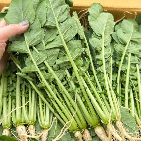 대아프레시 야채 아저씨네 국내산 시원 아삭한 채소 열무 300g 500g 1kg 2kg 4kg