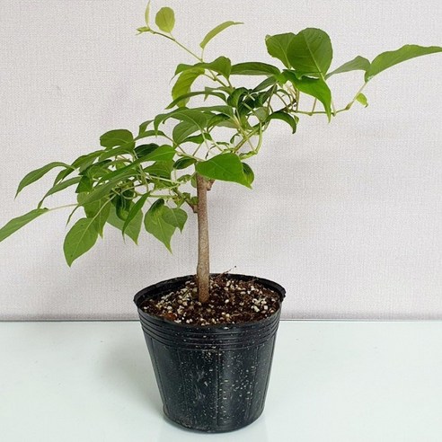 텃밭에 심는 행복, 토종다래 묘목으로 시작하세요!