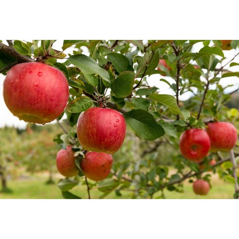 청송의 햇살을 담은 달콤한 꿀사과, 못난이로 즐기는 풍요로운 맛!