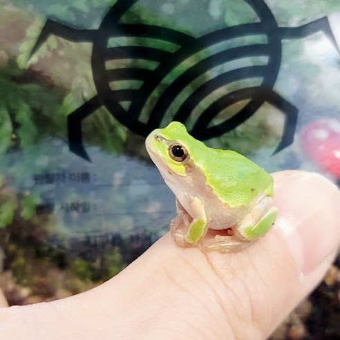 우리 아이 첫 자연관찰, 하이밀 청개구리 키우기 풀세트 솔직 후기 청개구리키우기