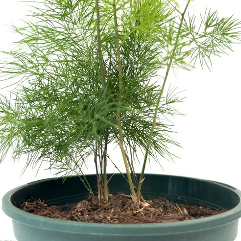 싱그러운 초록빛으로 삶에 활력을 더하세요!