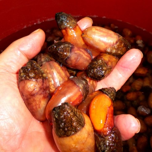 진동 미더덕 참미더덕: 제철의 맛과 영양, 다양한 요리에 활용하는 만능 재료