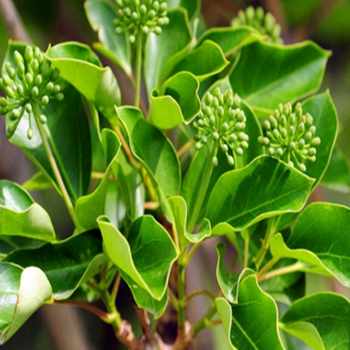 자연의 숨결을 담은 황칠나무 묘목으로 당신의 공간에 초록빛 행복을 더하세요.