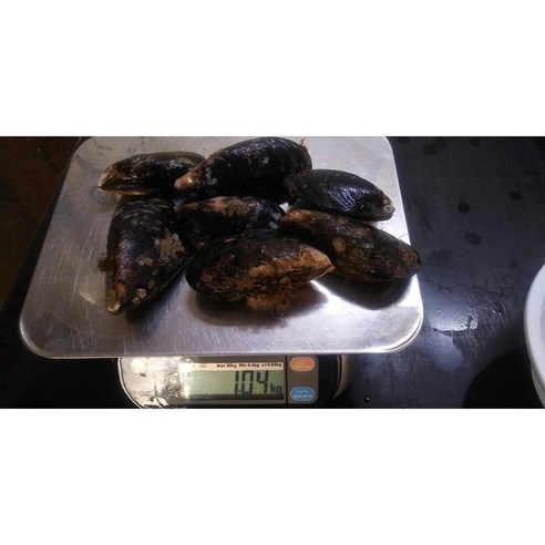 포기할 수 없는 국물 맛 자연산 홍합 담치 섭